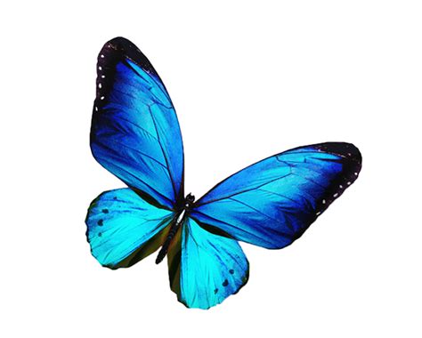 transparent blue butterfly|blue background with butterflies.